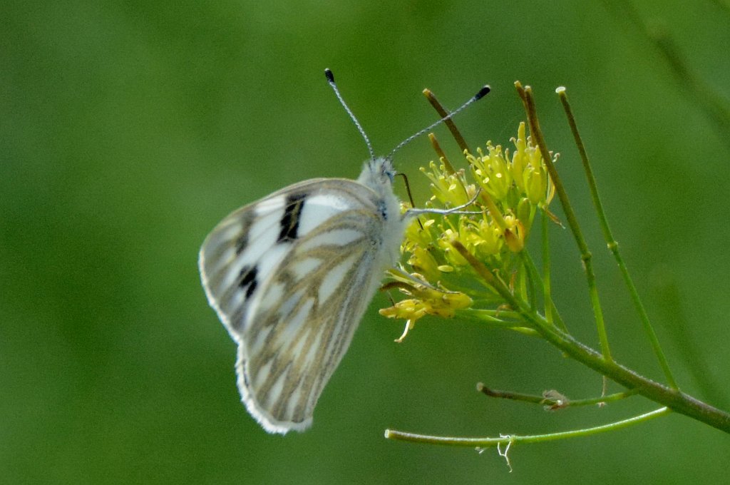 195 2015-05288598 Running Deer Nature Area, Fort Collins, COb.JPG - Western White Butterfly (Pontia occidentalis). Running Deer Nature Area, Fort Collins, CO, 5-28-2015